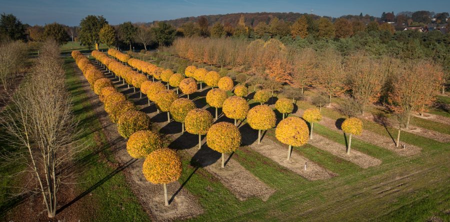 Baumschule Lappen – Serie von Filmen