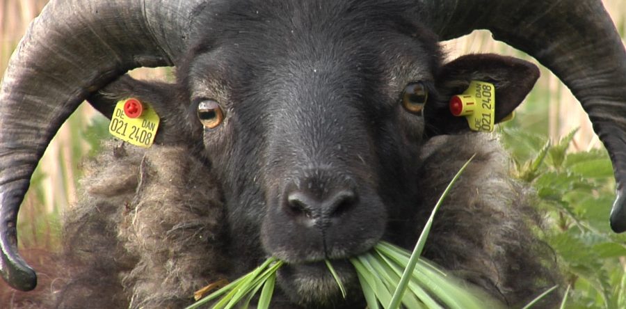 ETN – europäischer Tier und Naturschutzverein