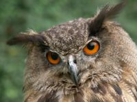 Zeitlupentest mit Falken, Eulen und Adlern