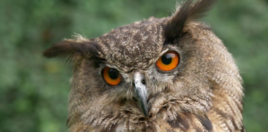 Zeitlupentest mit Falken, Eulen und Adlern