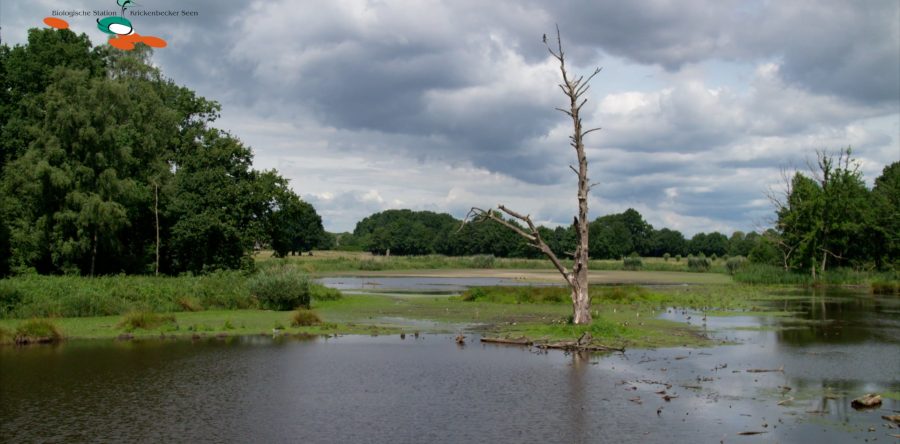 Rohrdommelprojekt – Nettetal