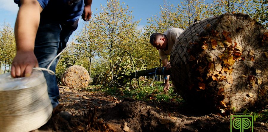 Kaiserlinden für den Kreml